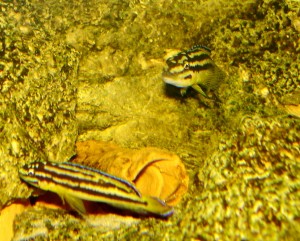 Julidochromis transcriptus gombae